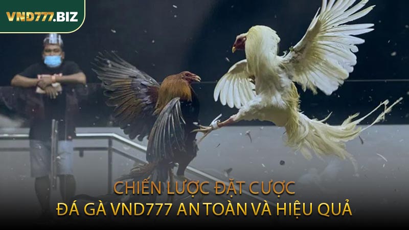 Chiến Lược Đặt Cược Đá Gà VND777 An Toàn Và Hiệu Quả