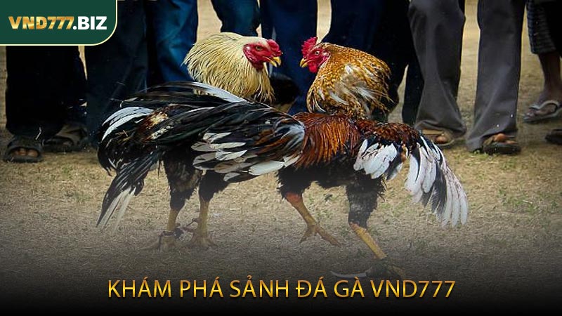 Khám Phá Sảnh Đá Gà VND777